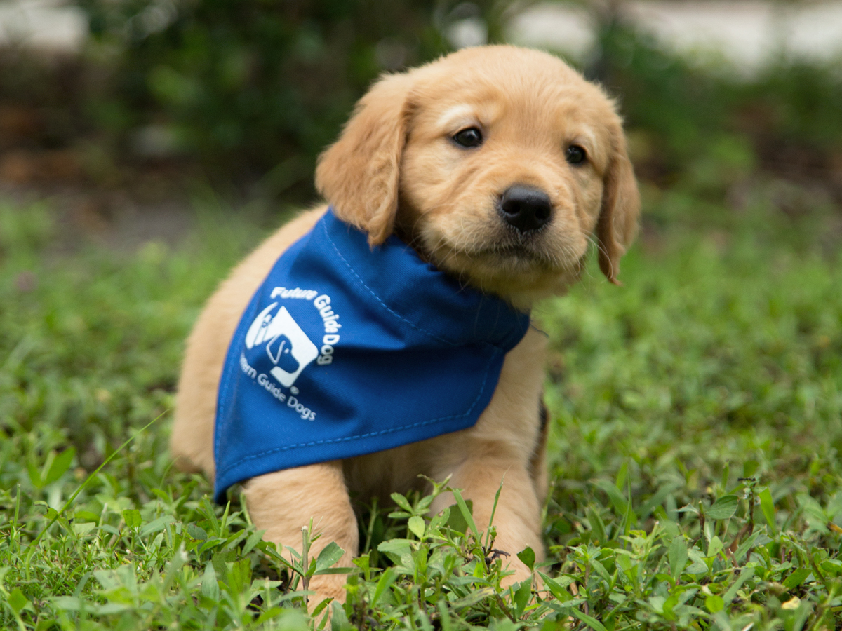 5125_1_Puppy_FB_1200x900.jpg