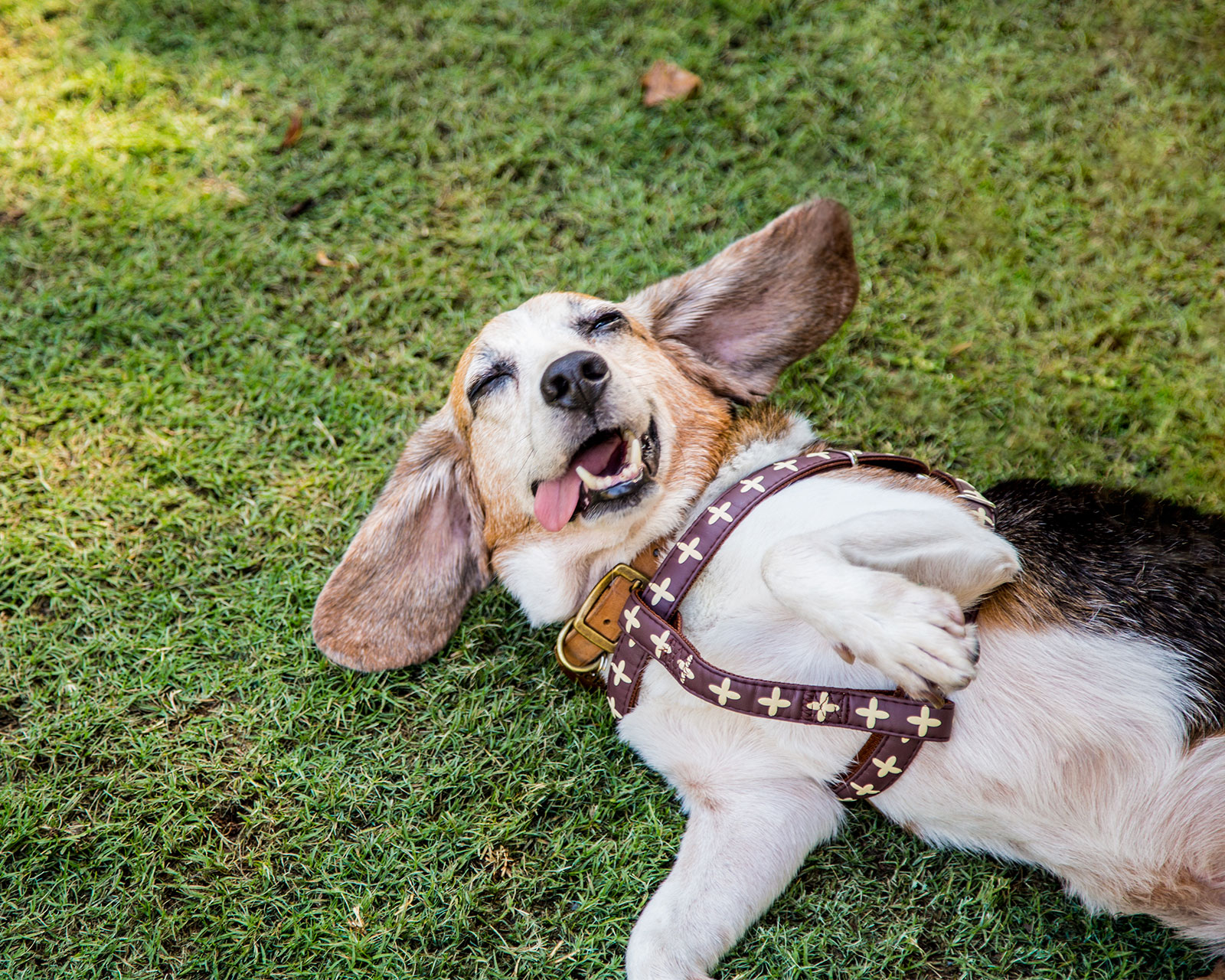 publix-paws-road-trip-12.jpg