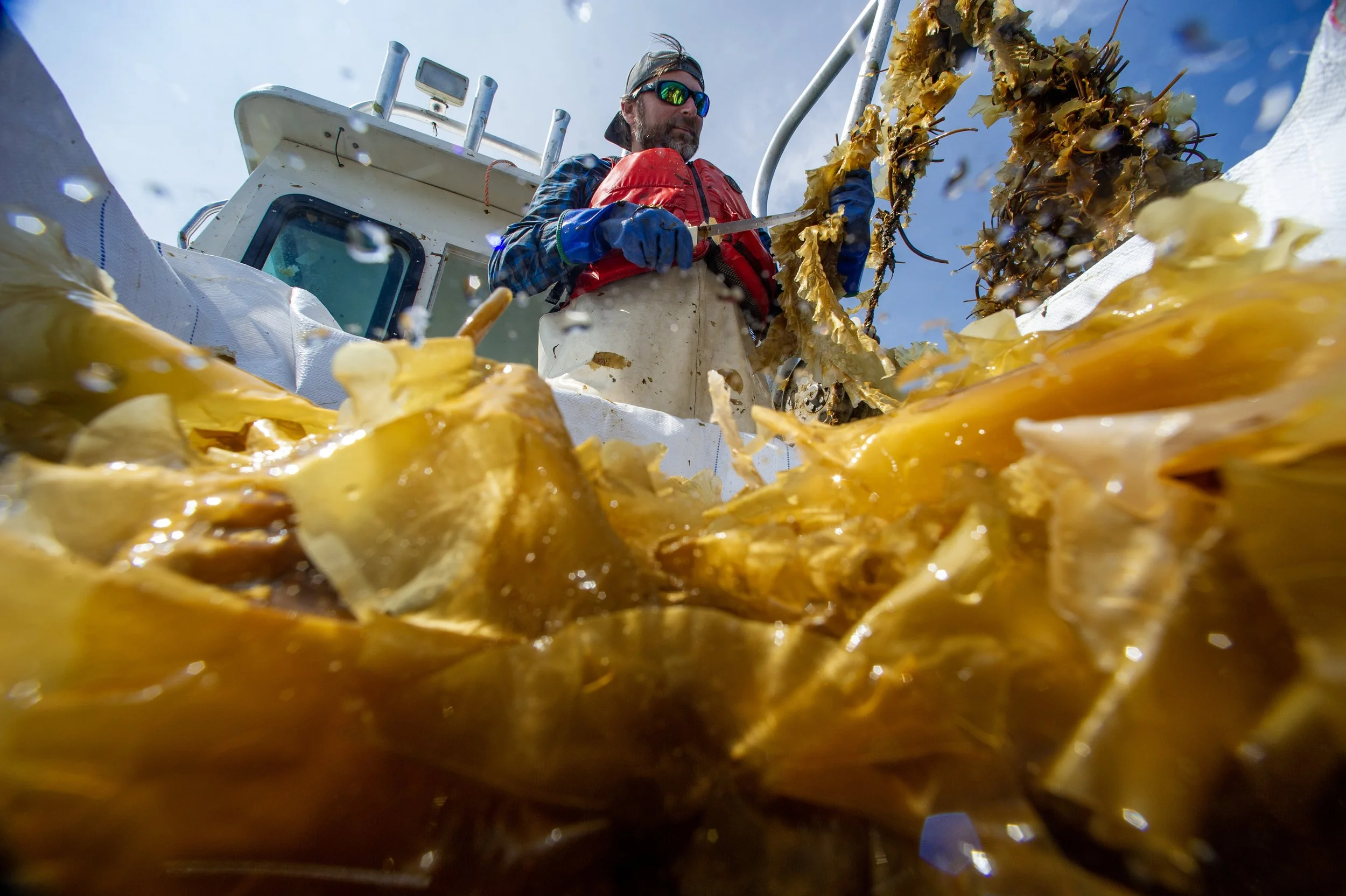 kelp_30.jpg