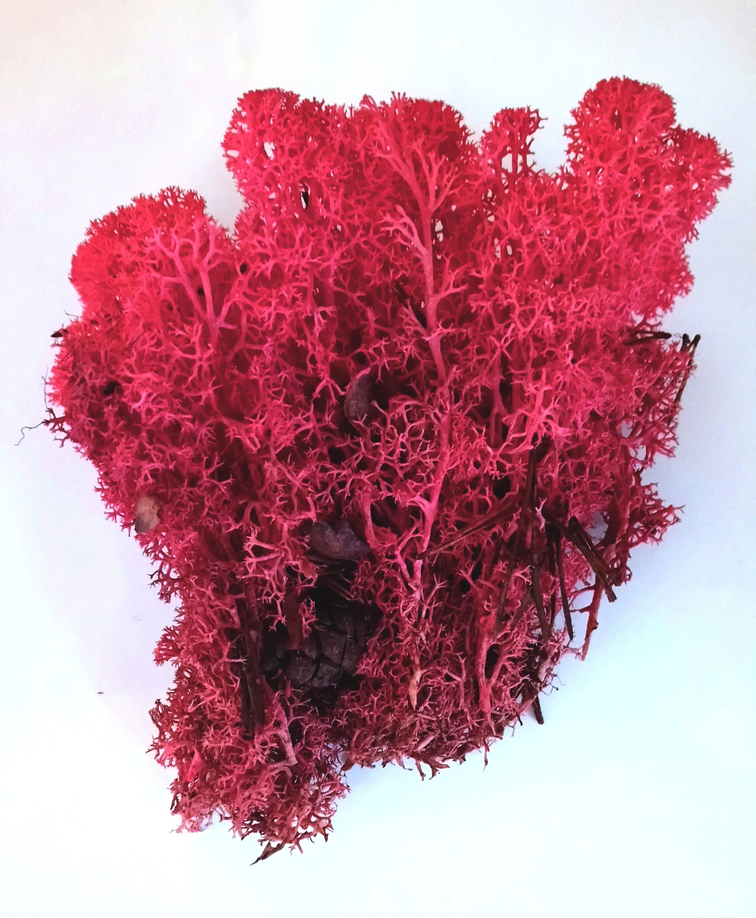 FINAL PINK MOSS.JPG