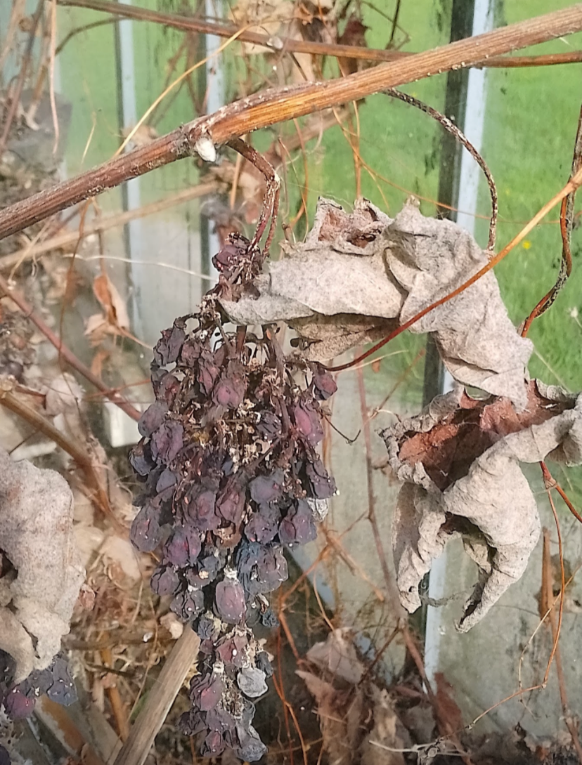 grapes greenhouse kilorglin aopril 2023.PNG