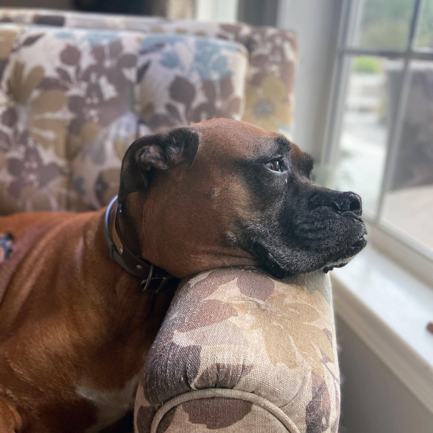 Winston loves his chair. He fits so perfectly and gets a great lil view out the window. He&rsquo;s been feeling his age lately so I&rsquo;ve made sure to come say hello and give him lots of love.