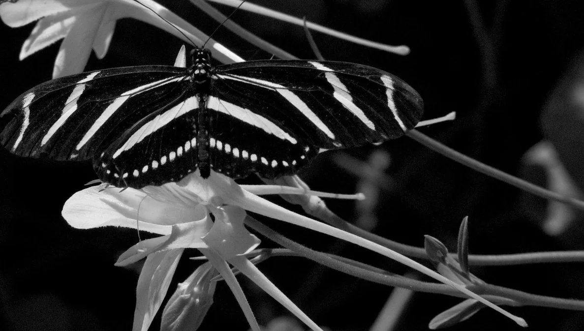 black_and_white_butterfly_by_robazrn1-d3dpr1o.jpg