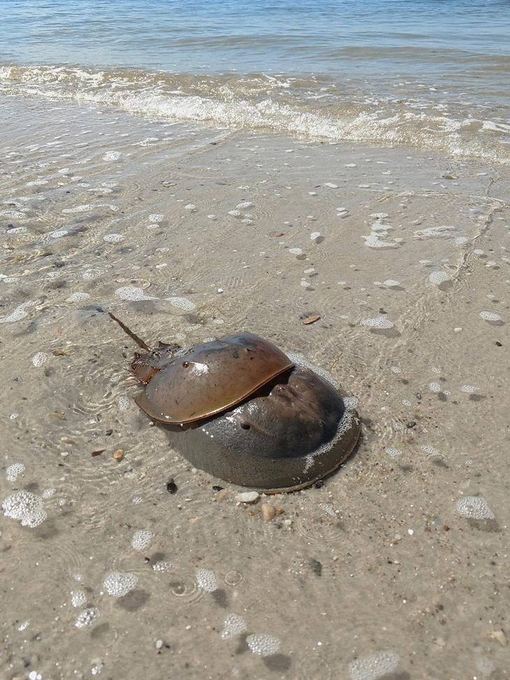 Have you ever seen a horseshoe crab molt? — MerCurios Jewelry