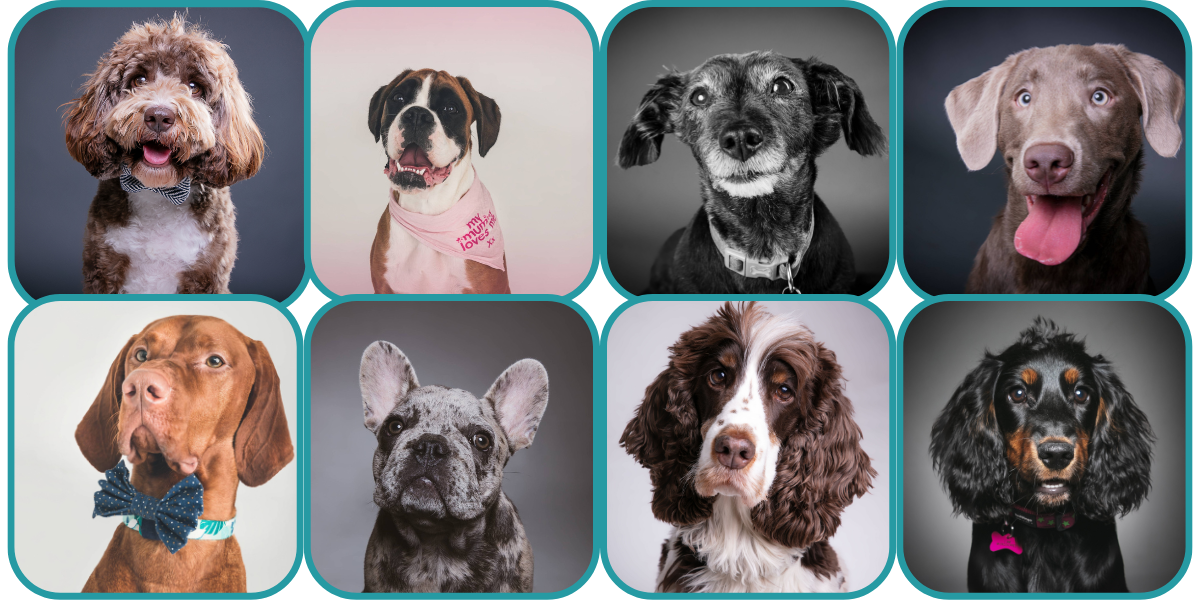 A collage of nine different dogs of various breeds, colors, and sizes, each with unique expressions and accessories.