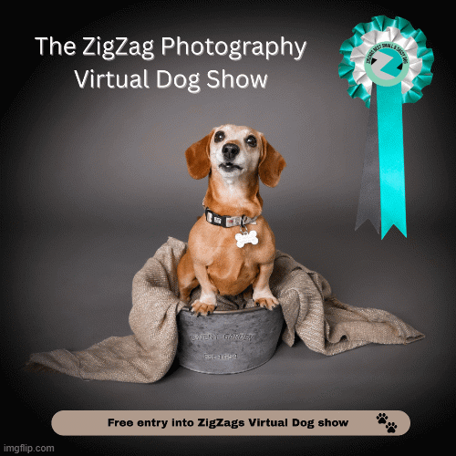 A small brown dog sitting on a gray platform wrapped in beige fabric, with a gray background. A blue ribbon with a rosette badge is in the upper right corner. Text overlays read 'The ZigZag Photography Virtual Dog Show' and 'Free entry into ZigZags Virtual Dog show'.