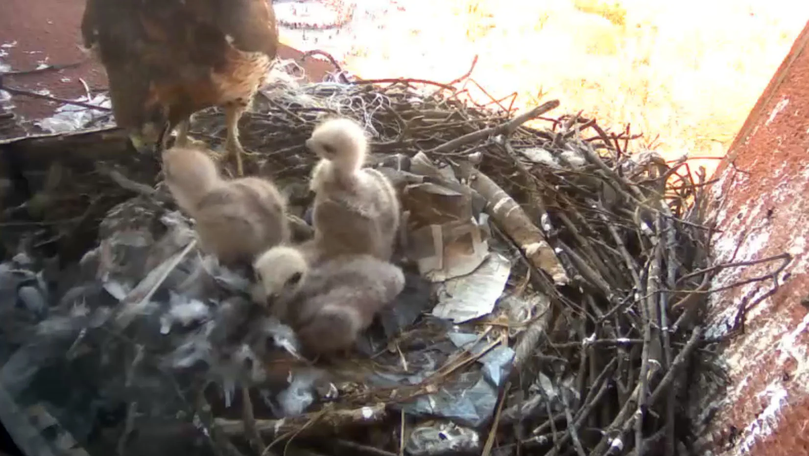 Hawk_cam2.jpg