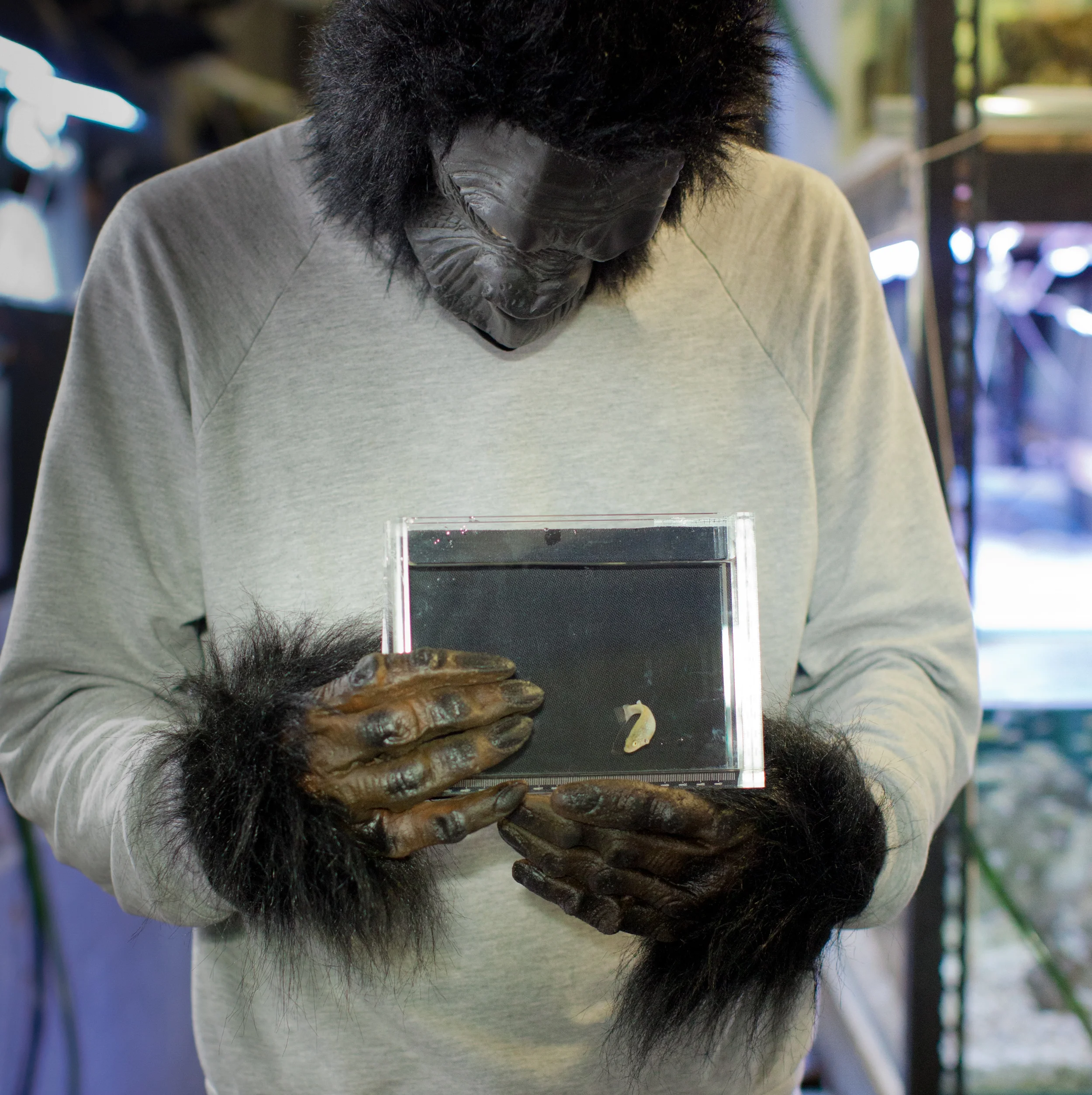 extinct in the wild 2012