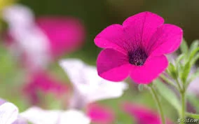 flower3.jpg