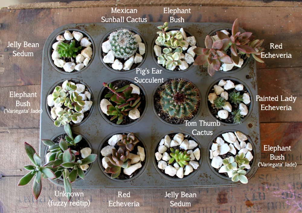 Upcycled Succulent Planters Lost Little Things