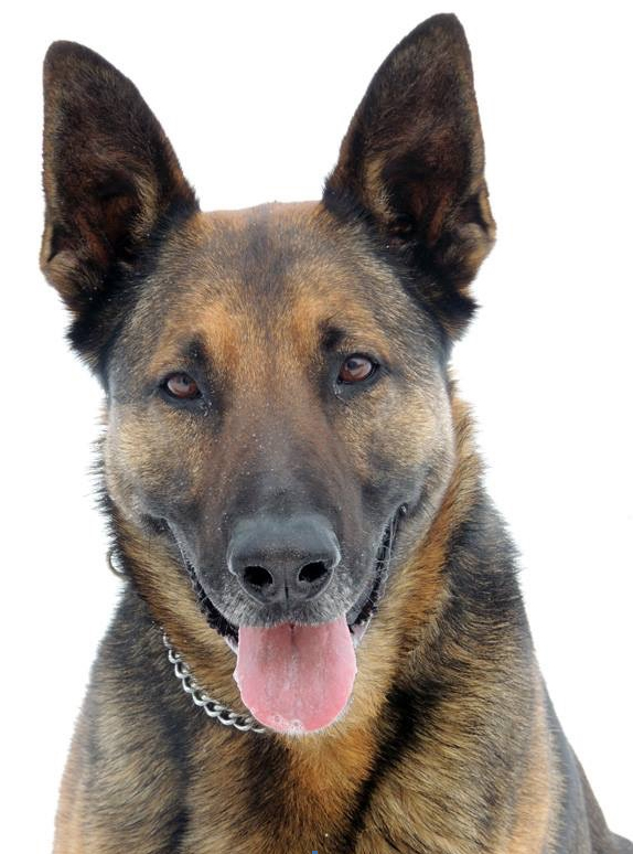 Detector Dogs