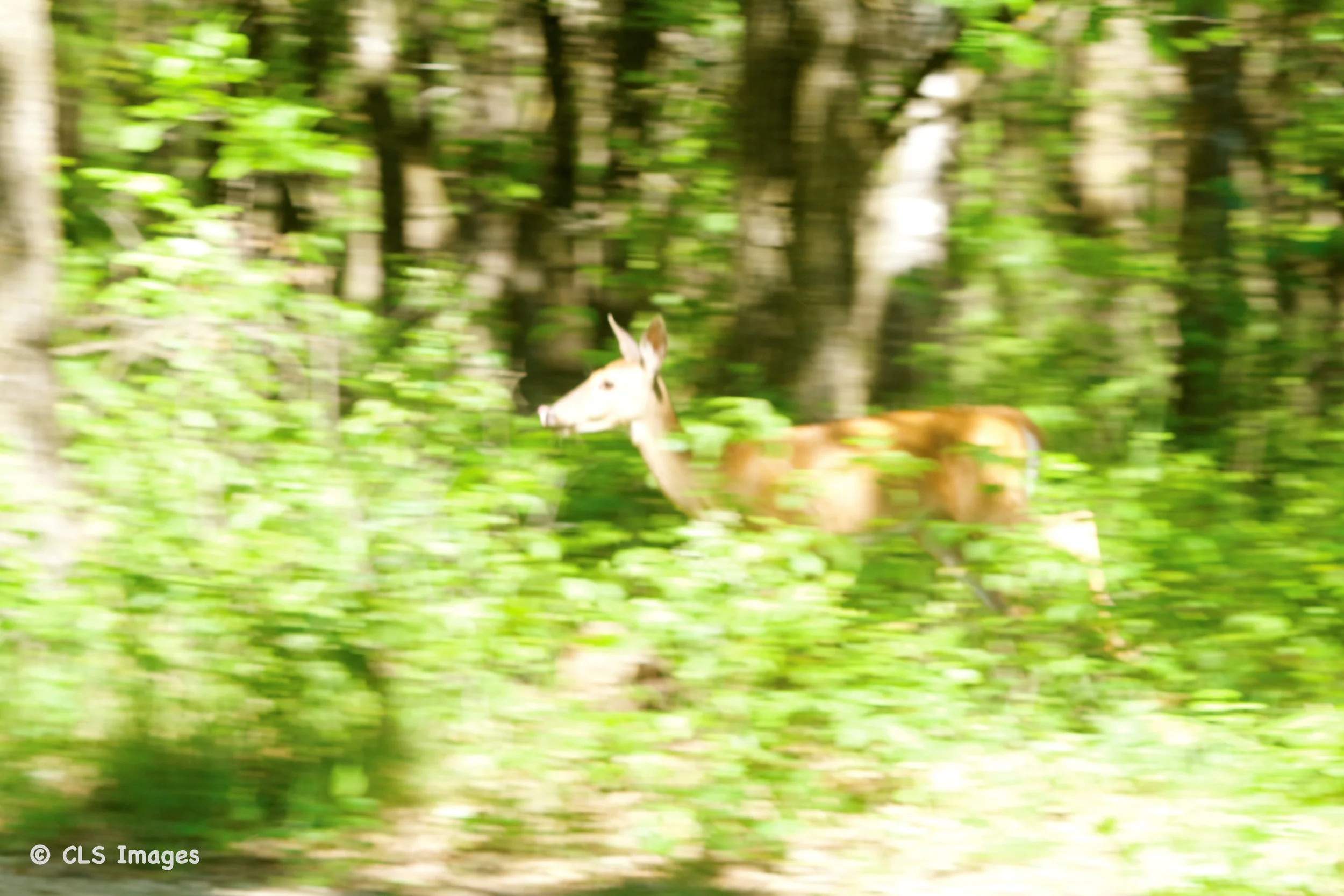 We came across three deer running through the forest!