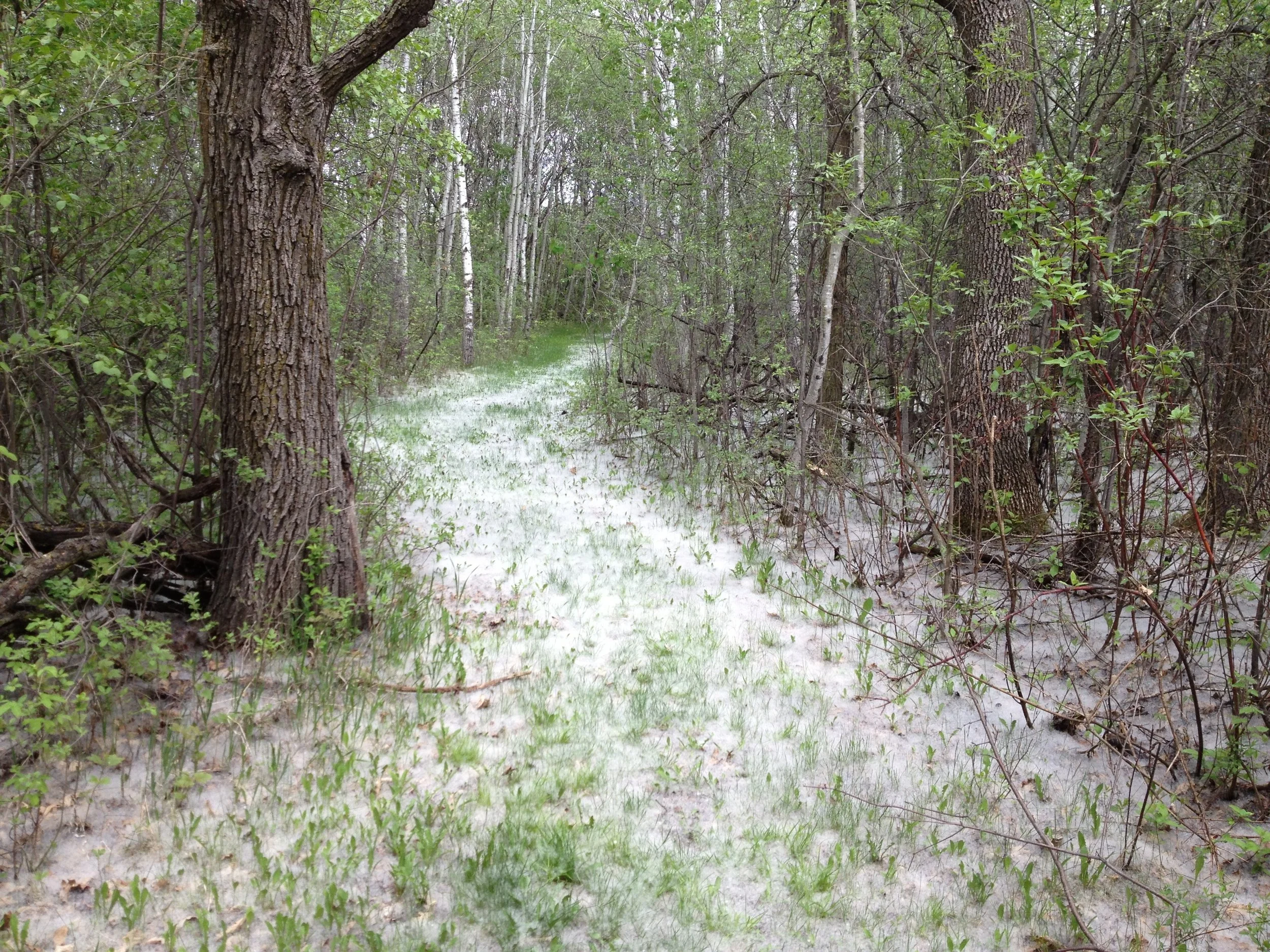 A path through the woods carpeted with poplar seeds at St. Benedict’s Monastery. Credit: Nelle Oosterom