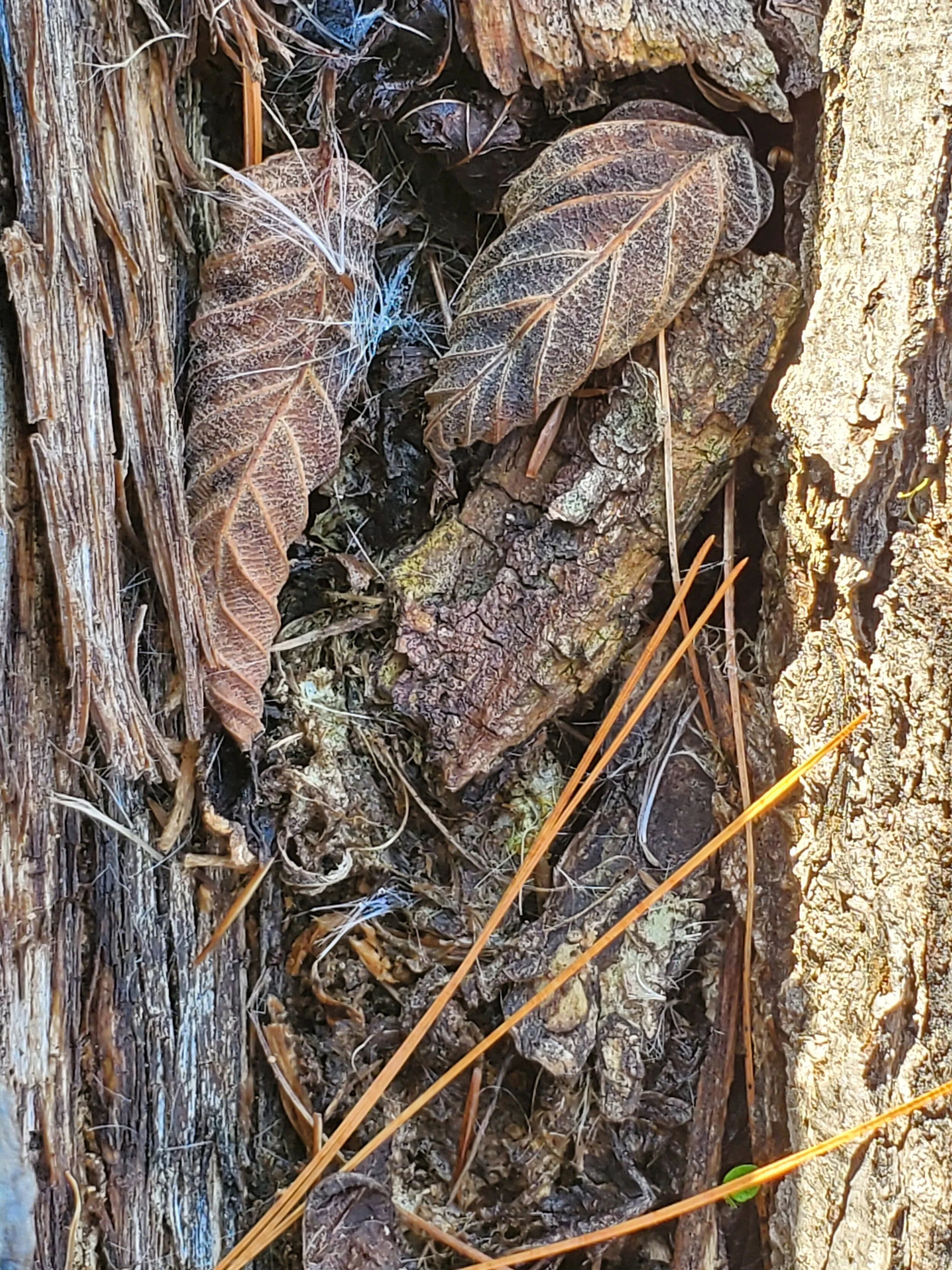 deadleaves.jpg