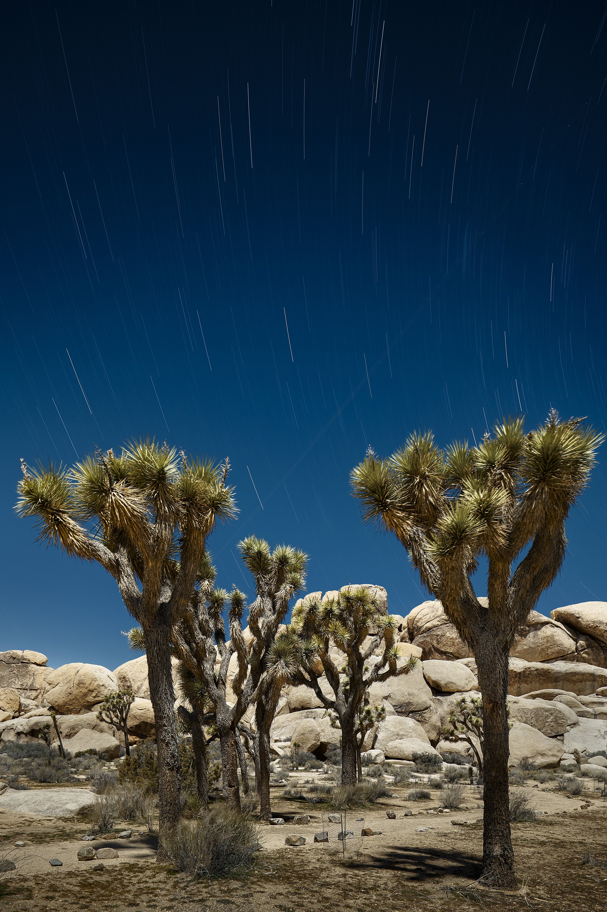 RyanGobuty_JoshuaTree_05.jpg