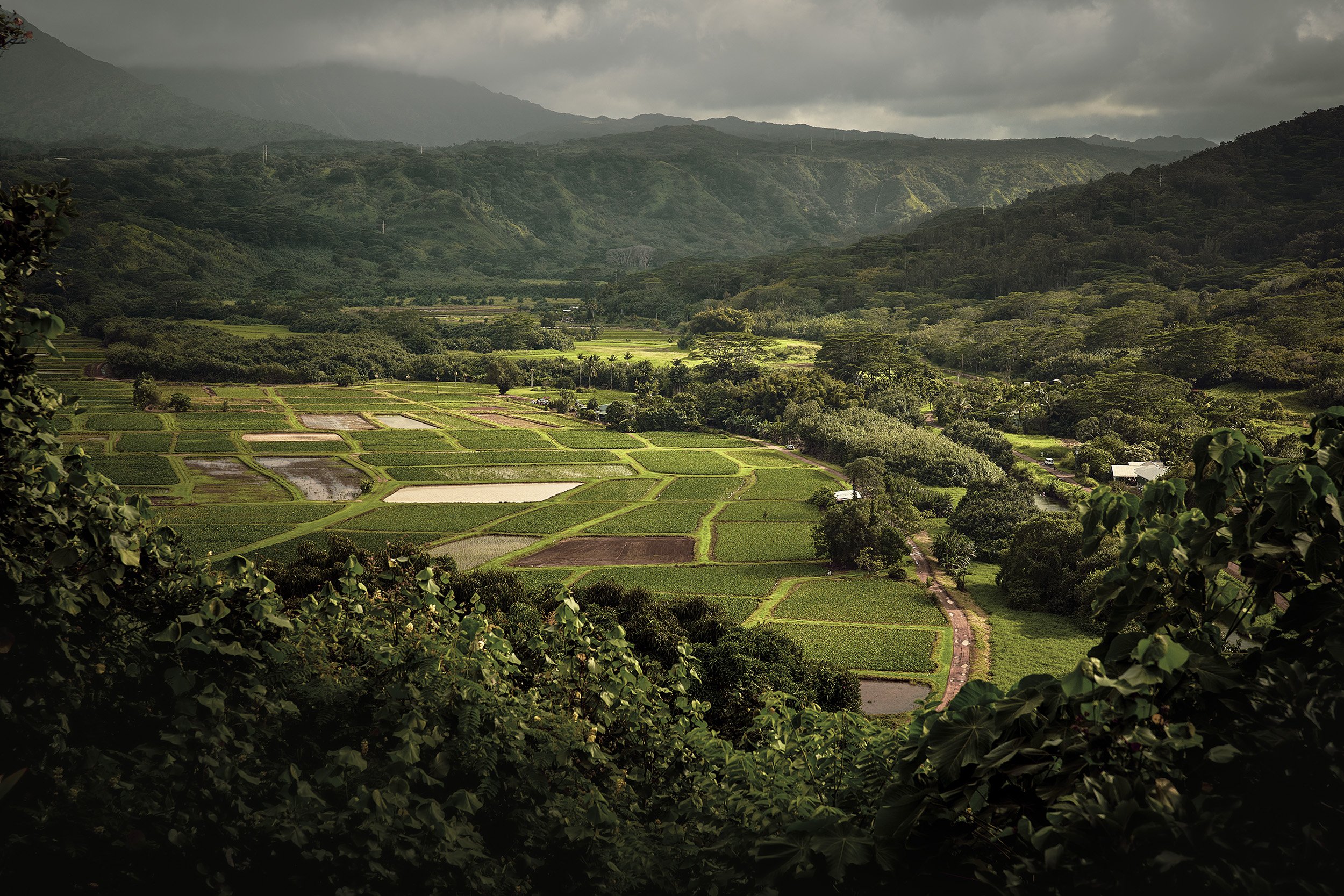 Hanalei Valley