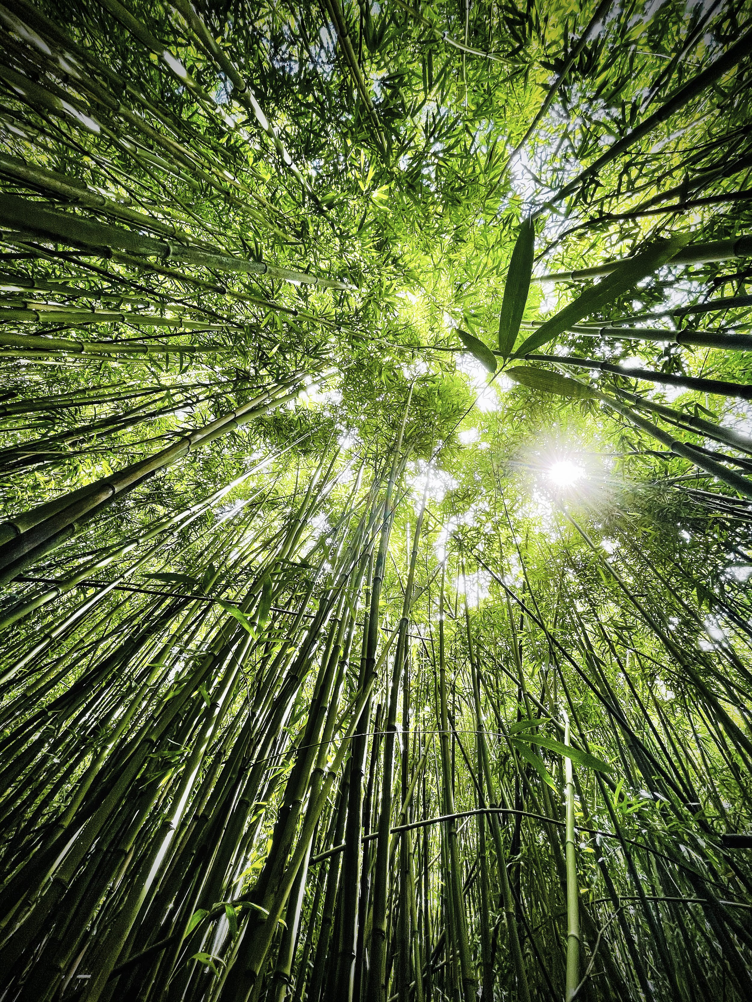 Bamboo Forest