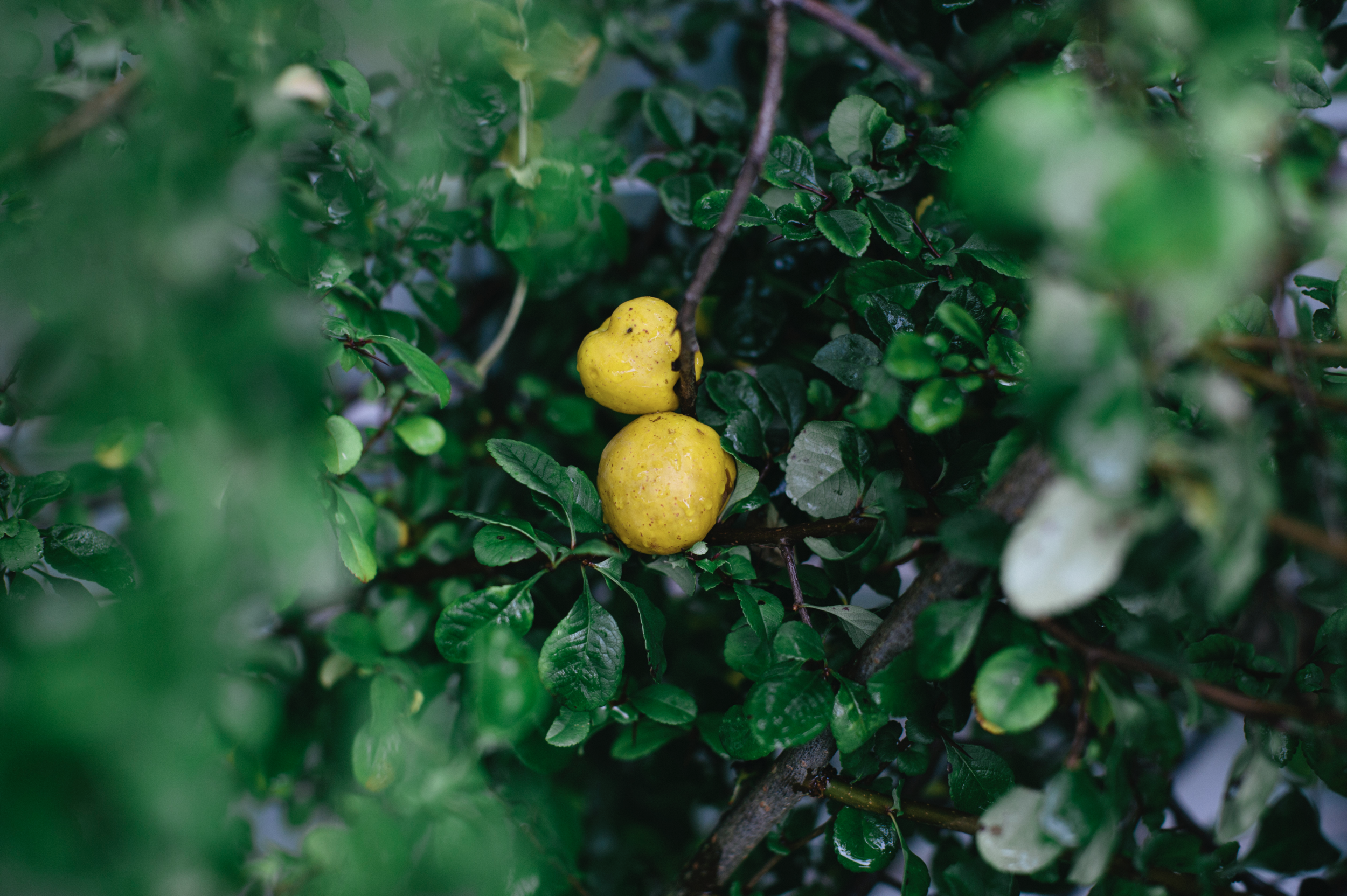 Quince-on-the-tree.png