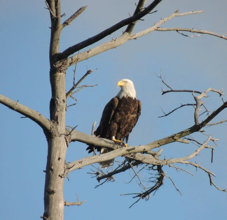 eagle1.jpg
