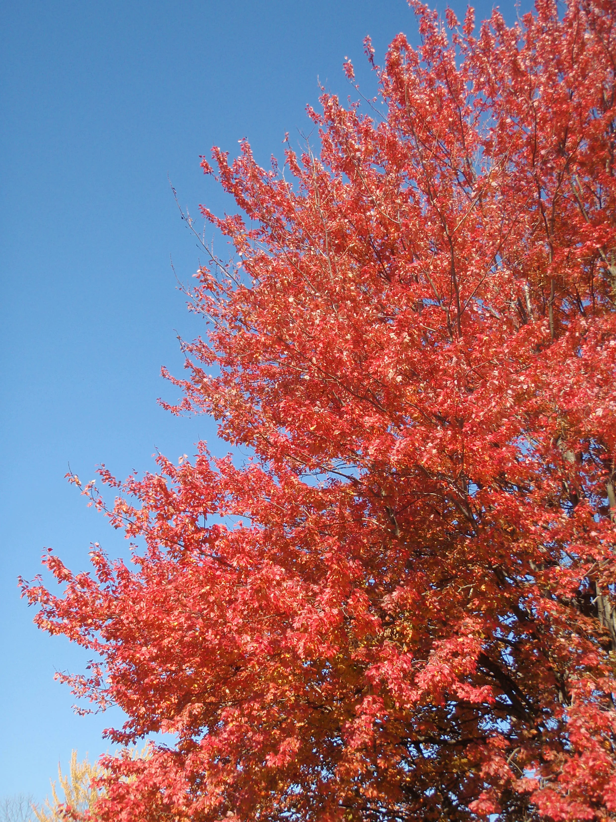 In Memory of Sarah Bridges