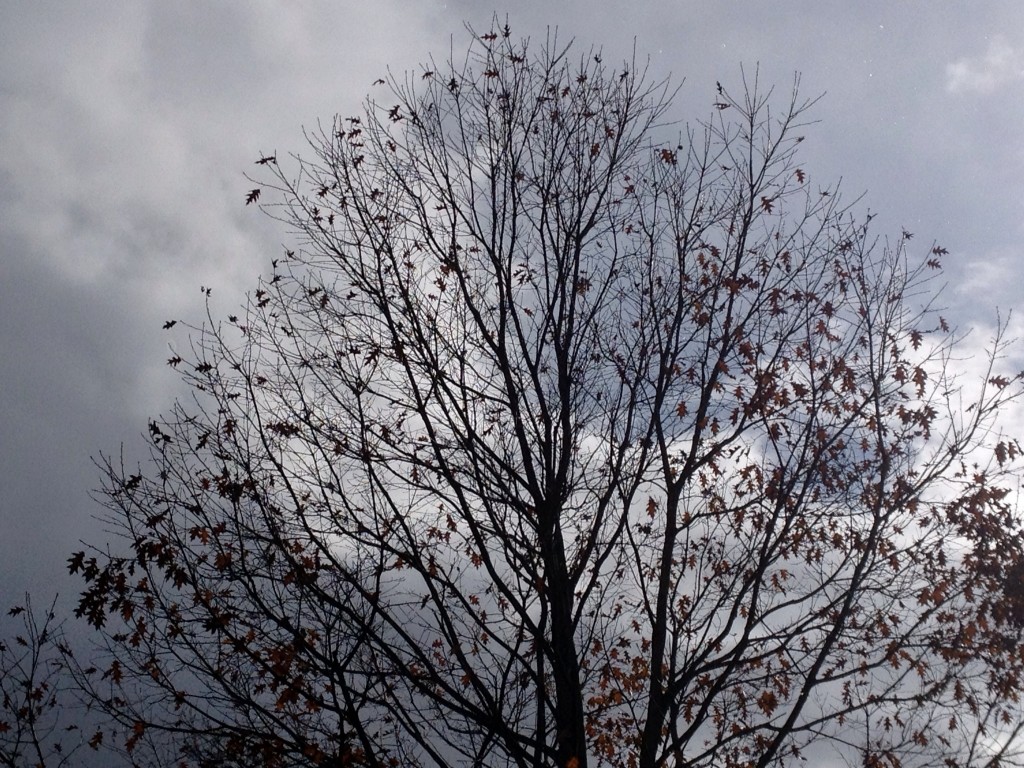 Spooky tree (Photo by Ed Curtin)