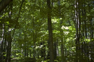 Beech maple forest-photo by Ken Bosma