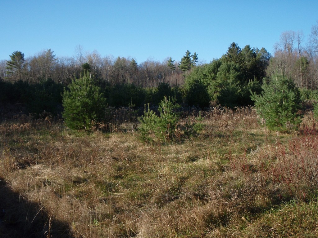Young pines colonizing a meadow in the upper Hudson region, November 2011
