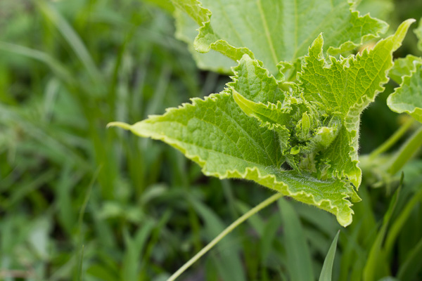 Leaves