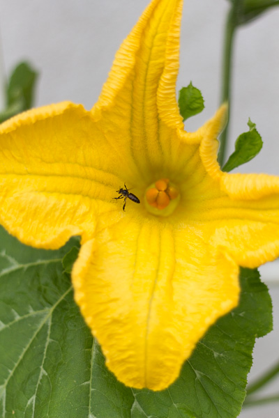 Zucchini bloom and bee