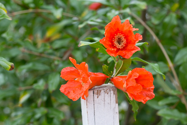 Pomegranate flowers