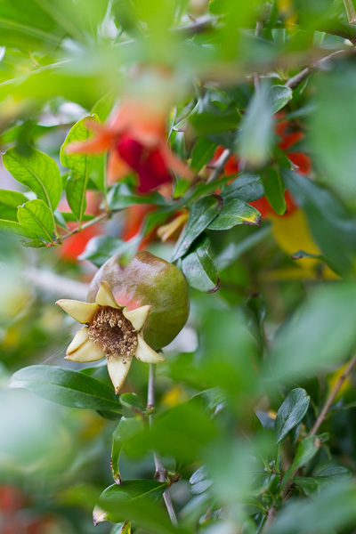 Pomegranate fruit