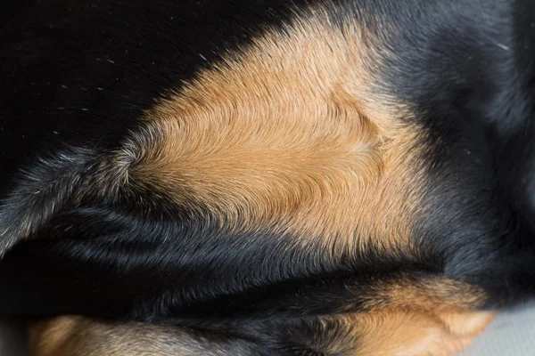 Amazing coat