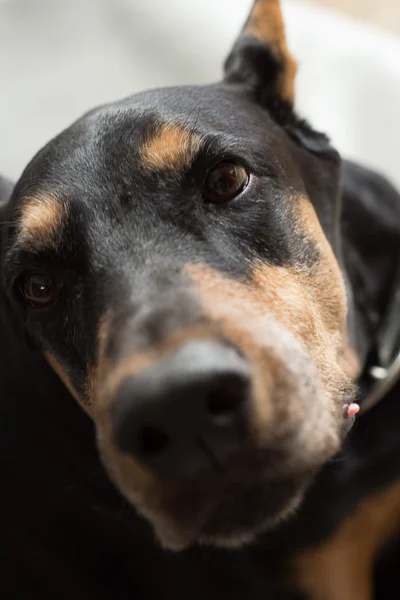 Cracker's sweet face
