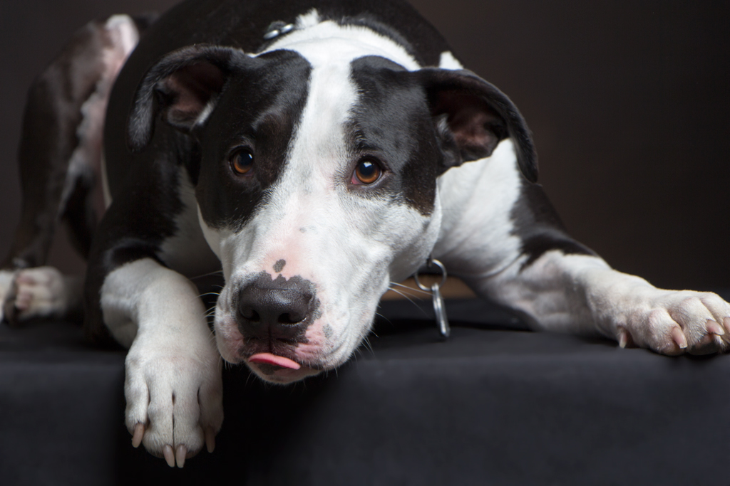 As a volunteer at the SF SPCA I have learned more about dog body language since this session. I can now easily see how uncomfortable she was in some my of shots. Lip licking and yawning are two signs of stress. Still, the tongue is cute!