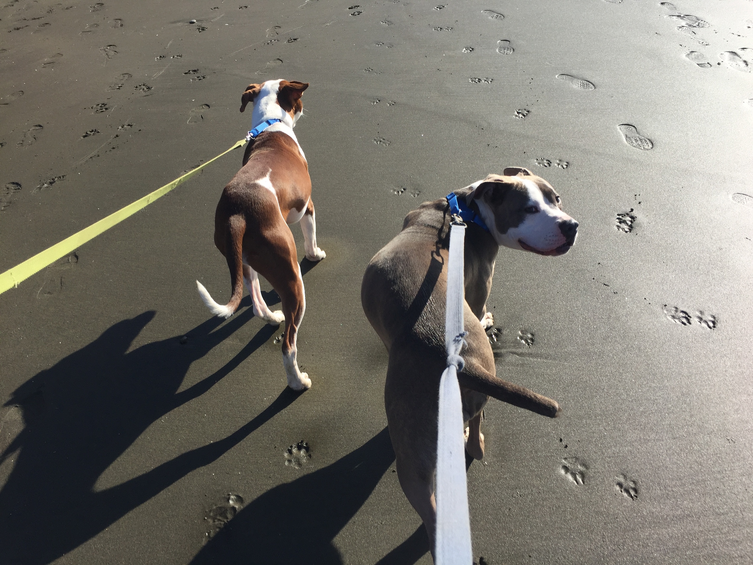 When possible I take a dog or two and a friend with me to play outdoors. Tin Tin (l) and Electra (r) from the SF SPCA!