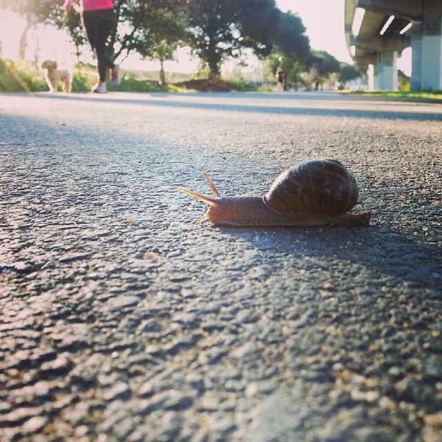 Slow and steady at a snail's pace