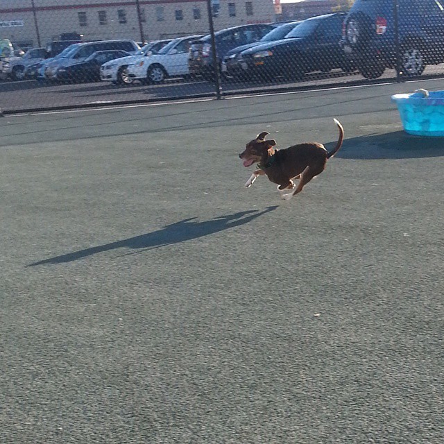 Apricot, ecstatic and running like the wind at the SF SPCA, just like me with my autonomy