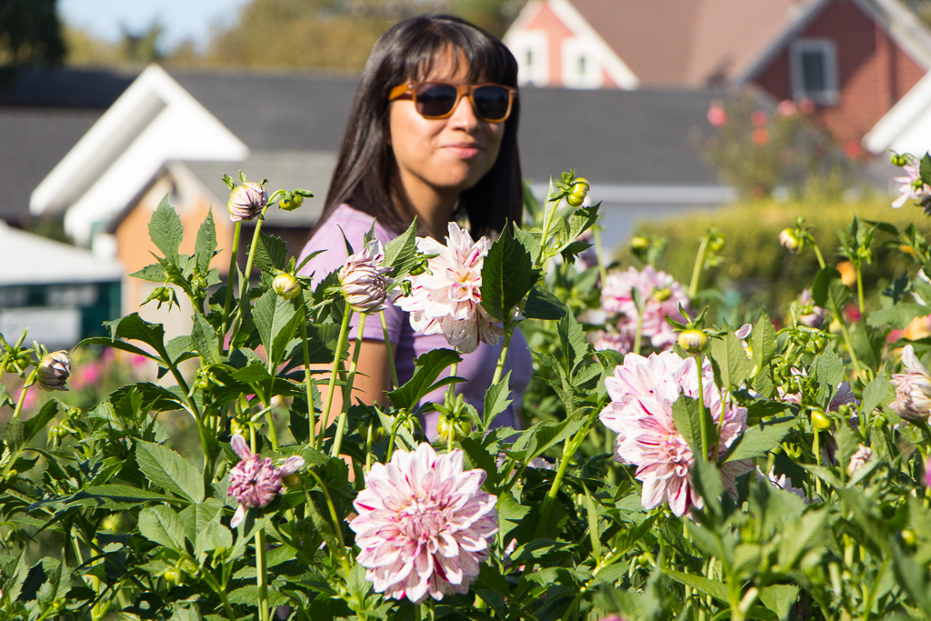 Among the dahlias