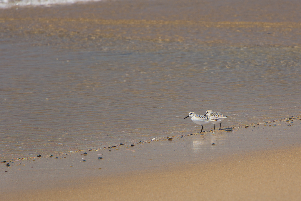 We wondered why there were only two of these charming birds. Later we learned that they are an endangered species. It was interesting to note that as soon as we turned our eyes and lenses on them, they also noticed us. The act of observing a subject will change how the subject behaves, aka the Hawthorne Effect or Observer Effect.