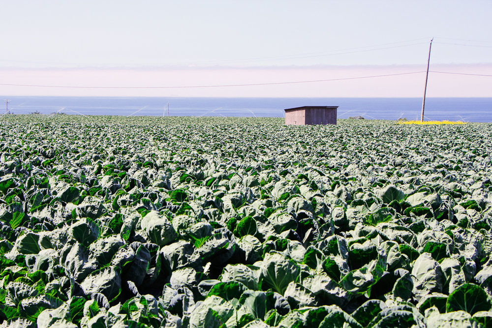 A sea of brussel sprout plants