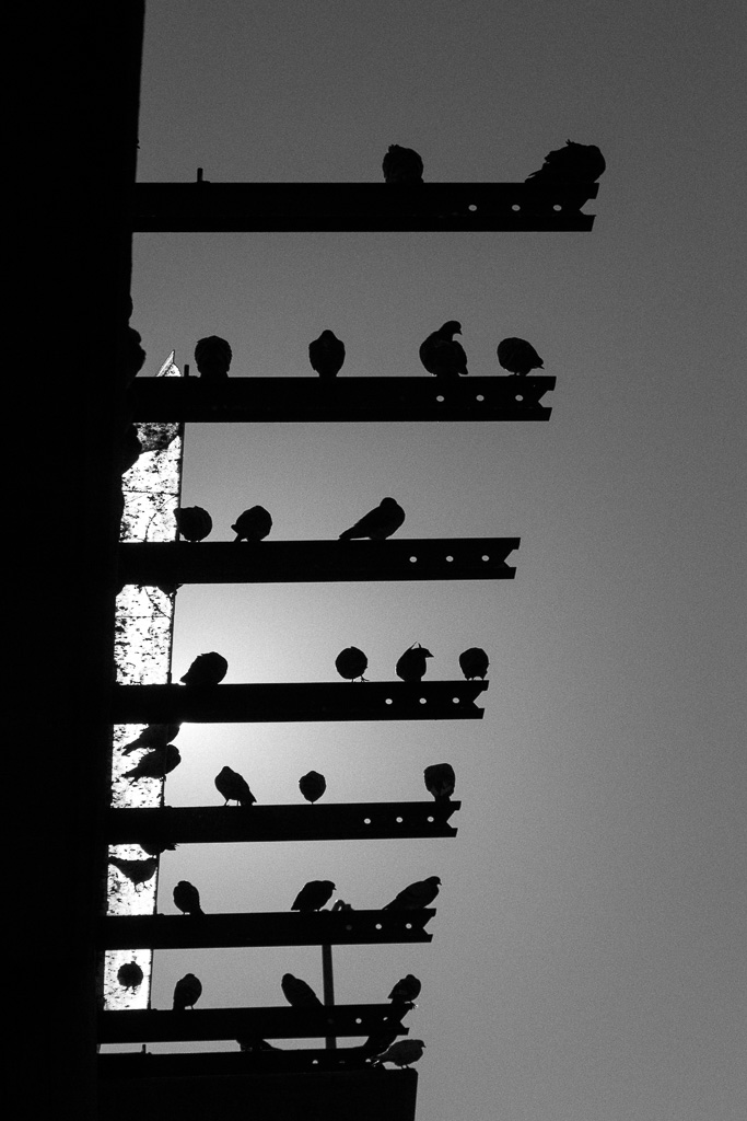 Glen Park BART Pigeons
