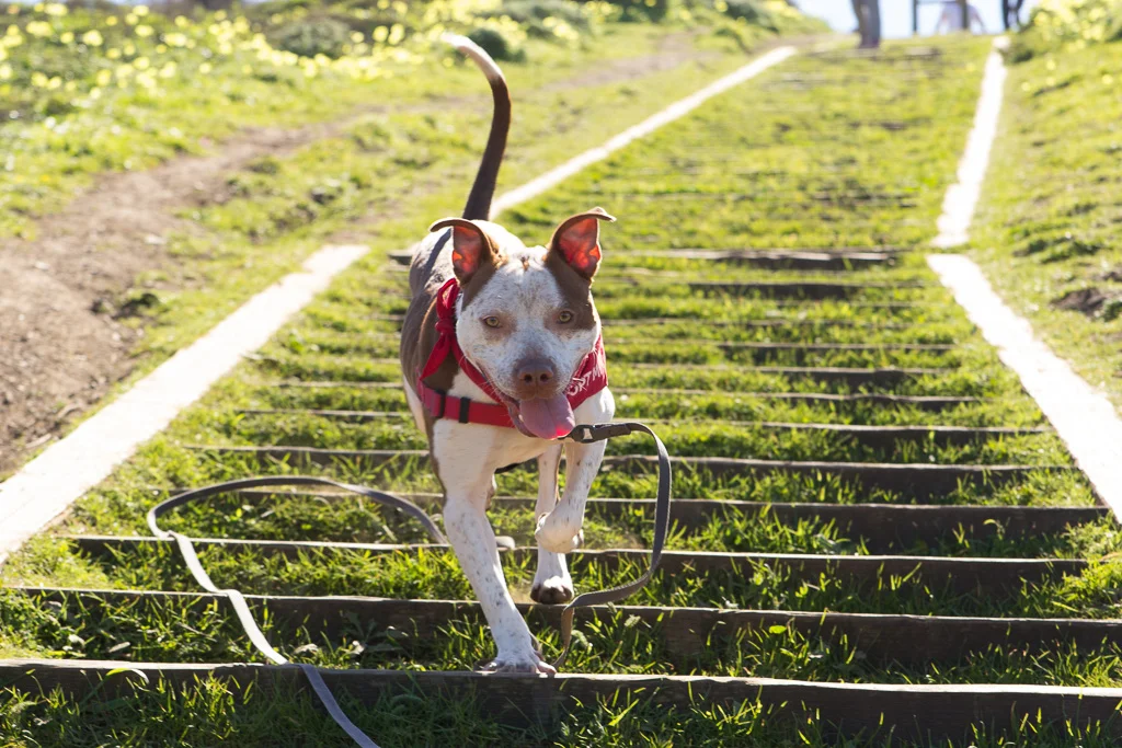 Look at those happy ears and tail!