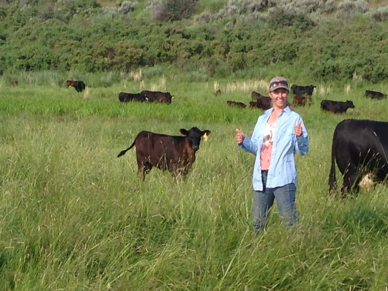 The cattle were quite comfortable with our continued appearances. 
