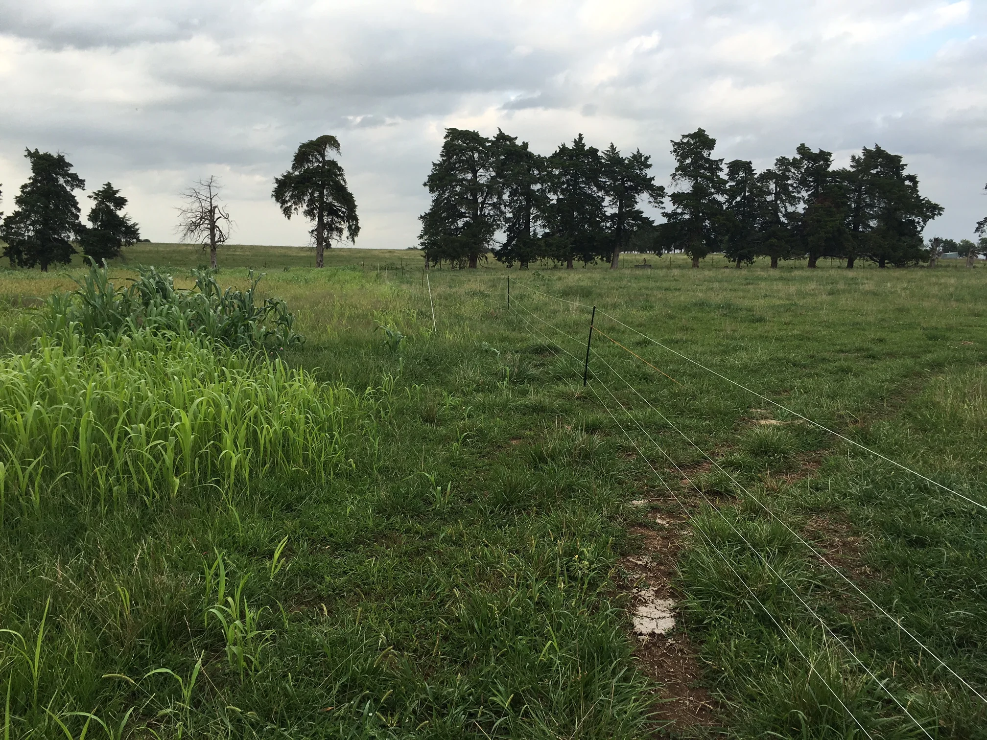 A fenceline comparison of the never-quite-went-dormant summer fescue pasture, with pasture-crop experiment on the left and regular recovery on the right. Photo taken August 23, 2016; grazing ended June 20 and the pasture-crop planted July 6.