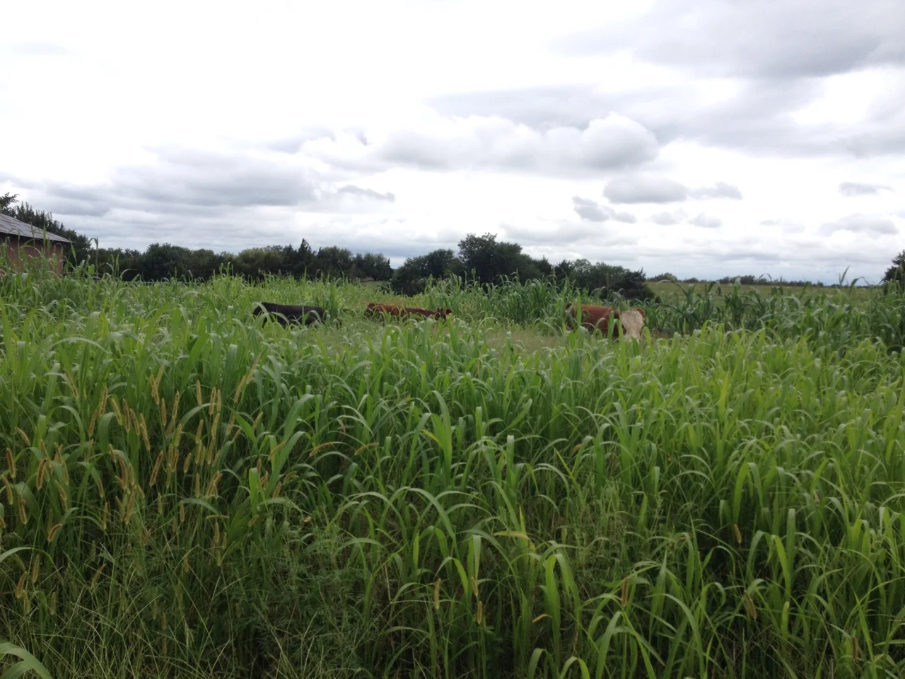 Yearling steers and a young bull enjoying the sorghum sudan and other forages, August 30, 2016. A patch of taller, darker growth is seen in the back. 