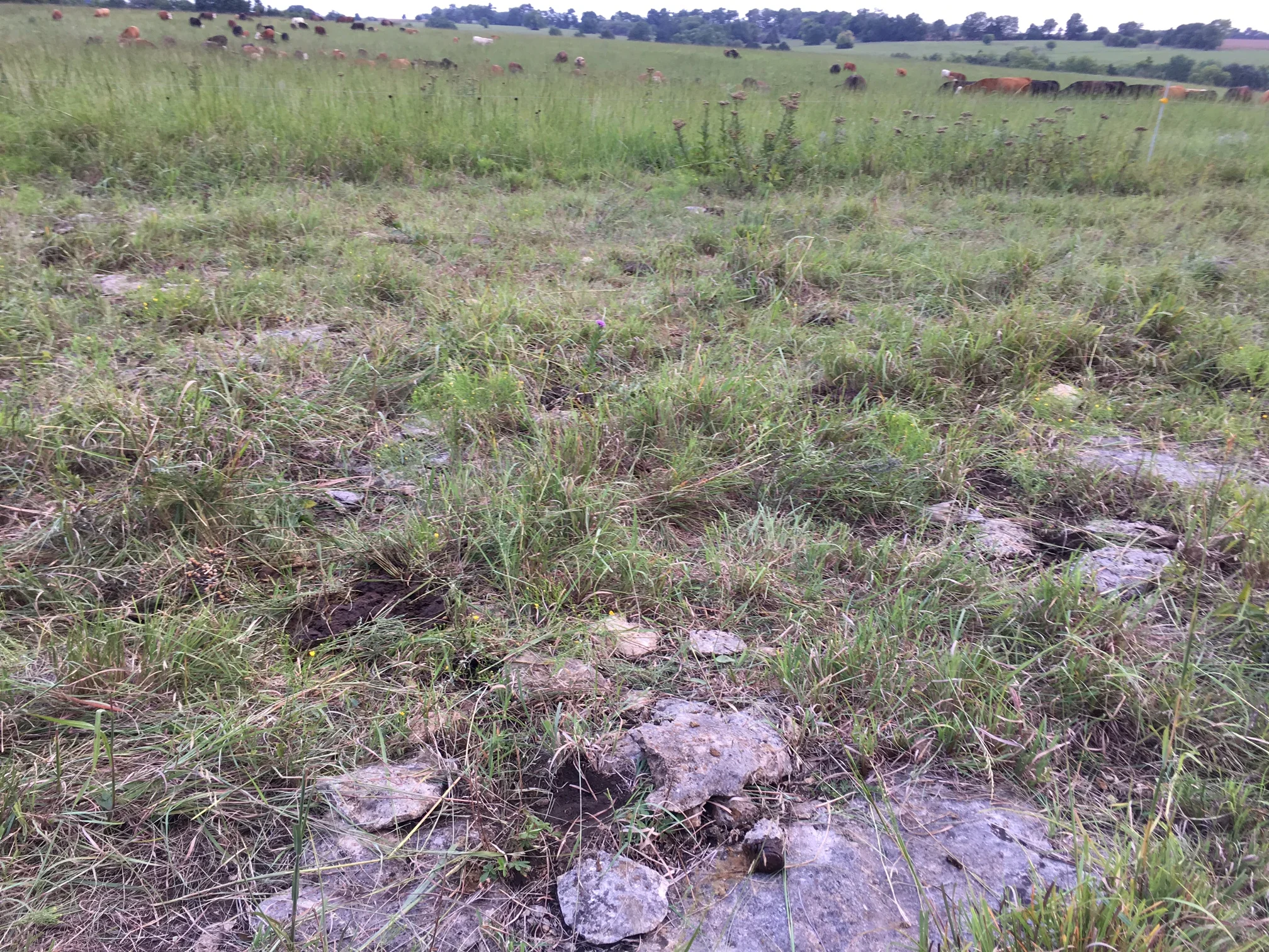 Plow up this prairie? It ain't happenin'. Just-grazed pasture after cattle move, August 2016, Tallgrass Network demonstration site in Eastern Kansas.