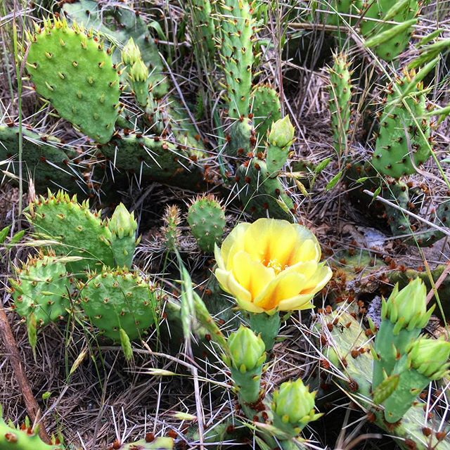 Some good Kansas biodiversity. Really demonstrates our climate situation! #pricklypear #wildflower #biodiversity