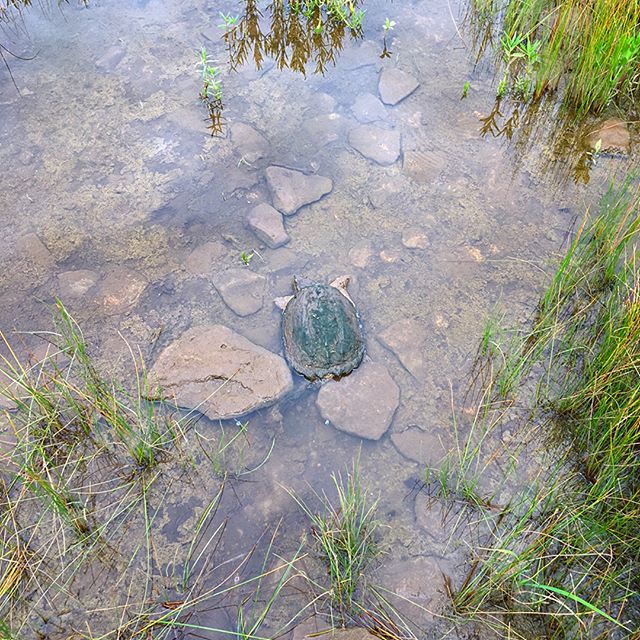 In these parts you have to be careful about what you think is a rock... #turtlegram #wildlifepics #notarock