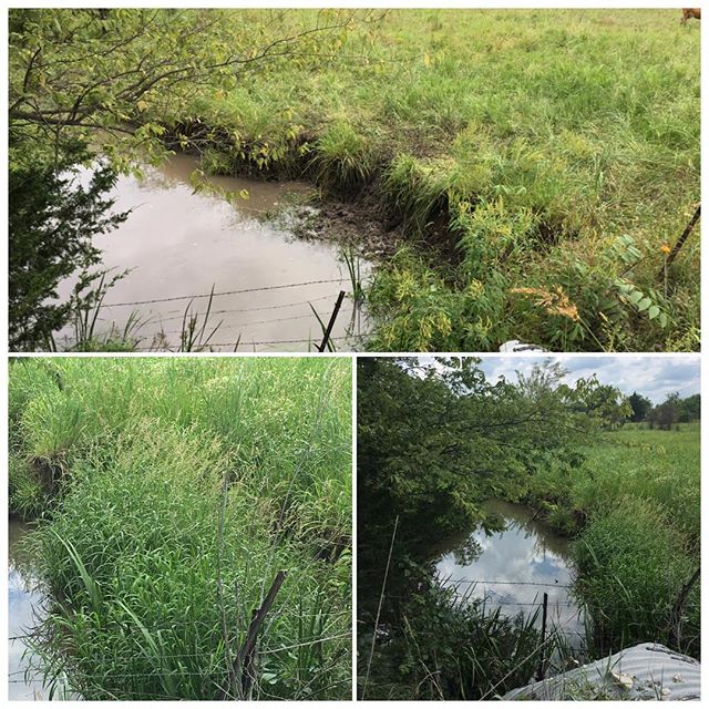 The healing power of animals + recovery never ceases to amaze us. We have targeted this stream's sharp cuts for softening, to stabilize its banks, reduce erosion, improve habitat for aquatic life, and generally create a more pleasing view and access 