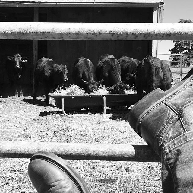 Just a day at the office ... kicking back to work beside a pen of new beauties, so they can get used to us before heading out to their day jobs. #landscapers #coworkersbelike #biodiversitywarriors #regenerativeagriculture #cowgirlboots #holisticmanag